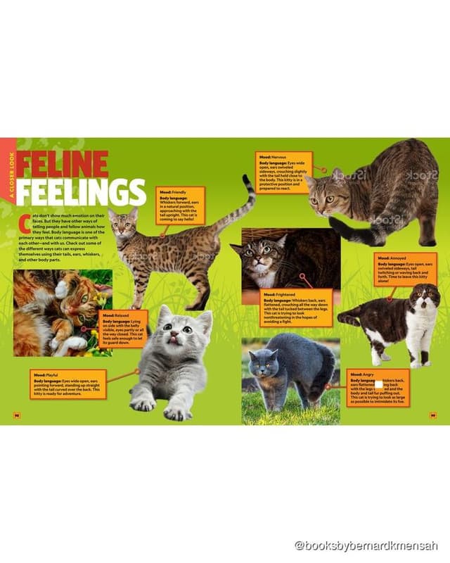 Can't Get Enough Cat Stuff interior spread 4